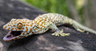 Researchers discover geckos' hidden sensory ability